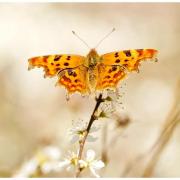 Stephen O'Hagan's picture of a Comma butterfly
