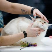 A cat being judged at a previous LCWW event