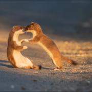Carrie Calvert's image of two stoats fighting at Castle Carrock