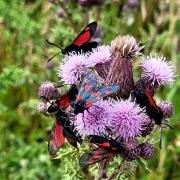 Dot Fraser's image of butterflies on a flower