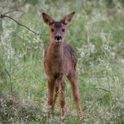 Roe deer fawn by Glyn Jones Photography