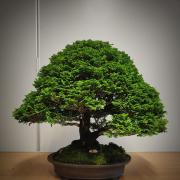 A Bonsai tree on display at the club's July meeting
