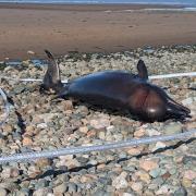 Dolphin found ashore at Allonby