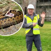 Kevin Halsall and, inset, an adder