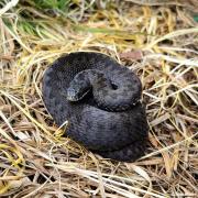 Male adder at Hook Common and Bartley Heath Nature Reserve, photo: Tom Hilder