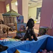 Dogs can enjoy soft play and a ball pool at the centre