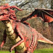 Dreygo the Dragon will appear at Whitehaven Traders' Market next week