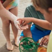 Beachgoers should make sure they don't take shells or pebbles home from the beach