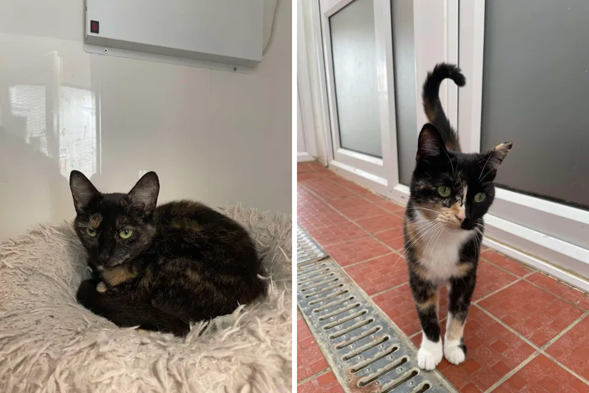 Two tortoiseshell cats seek adoption in Cumbria