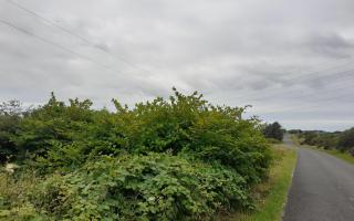 The council have urged people to be cautious with Japanese knotweed