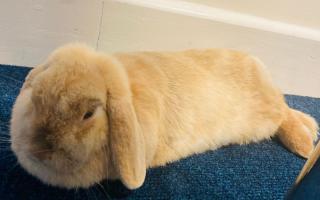 It could have been a harey moment for the rabbit had police not discovered it on Thursday