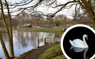 Hammonds Pond, and an inset picture of a swan