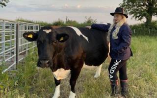 Simone Dawson poses for a photo with one of her beloved cows