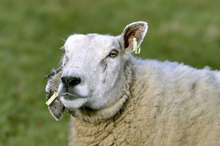 Dog owners urged to control pets as sheep worrying cases on rise | News and  Star