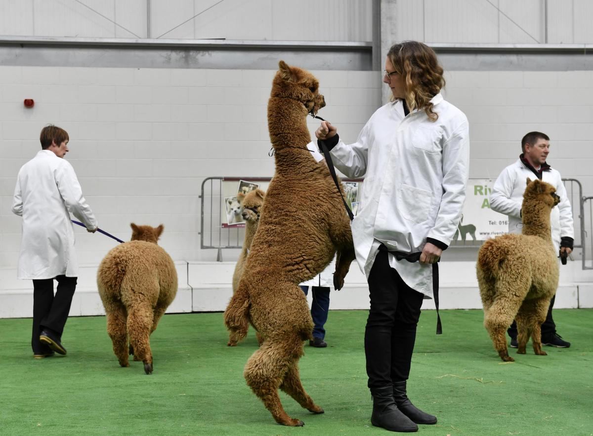Cute Alpacas Show Off Winning Ways News And Star