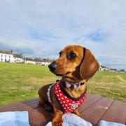 International dogs day Samantha Mullen Cleo the sausage! Little walk at Allonby