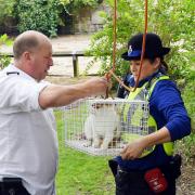 The RSPCA’s Mark Fletcher helped with the rescue of Polo the cat after he became trapped in a tree near Trinity Gardens in Whitehaven