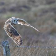 Carrie Calvert's striking image of a short-eared owl in flight